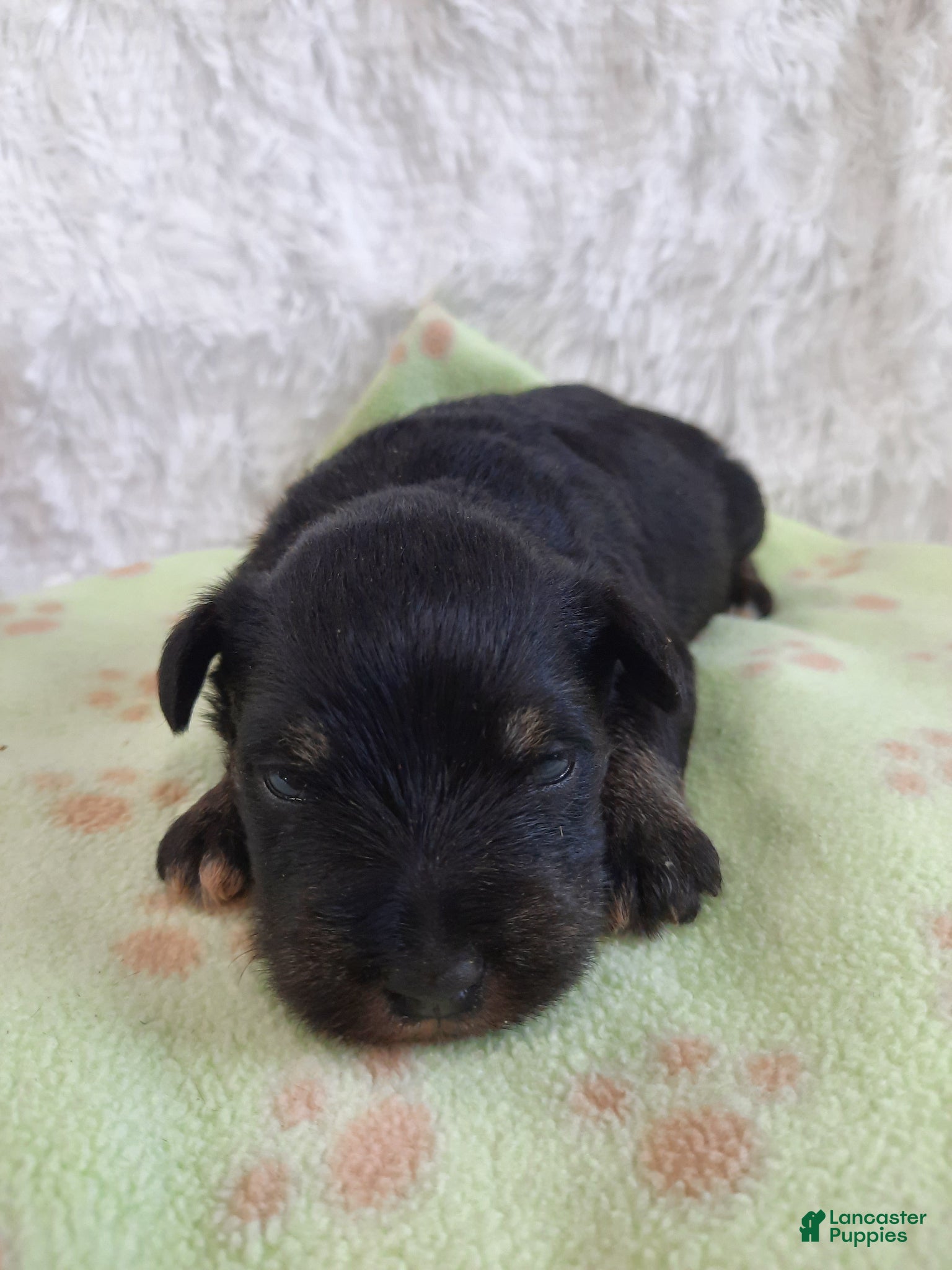 Miniature Schnauzer dogs AKC Peanut - Ad 1
