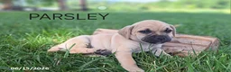 Jug dogs for sale: Parsley - Ad 1