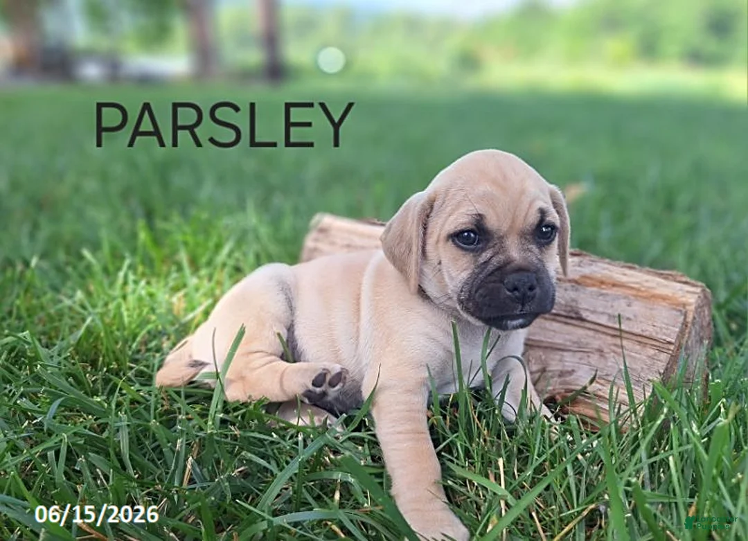 Jug dogs for sale: Parsley - Ad 1