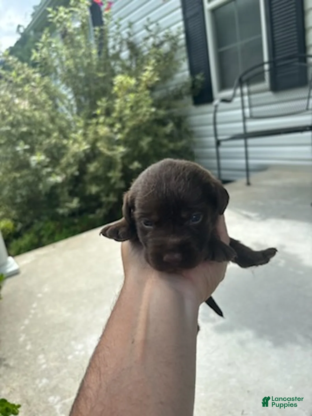 Labrador Retriever dogs for sale: Reese  - Ad 1