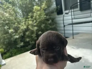 Labrador Retriever dogs Reese - Ad 19