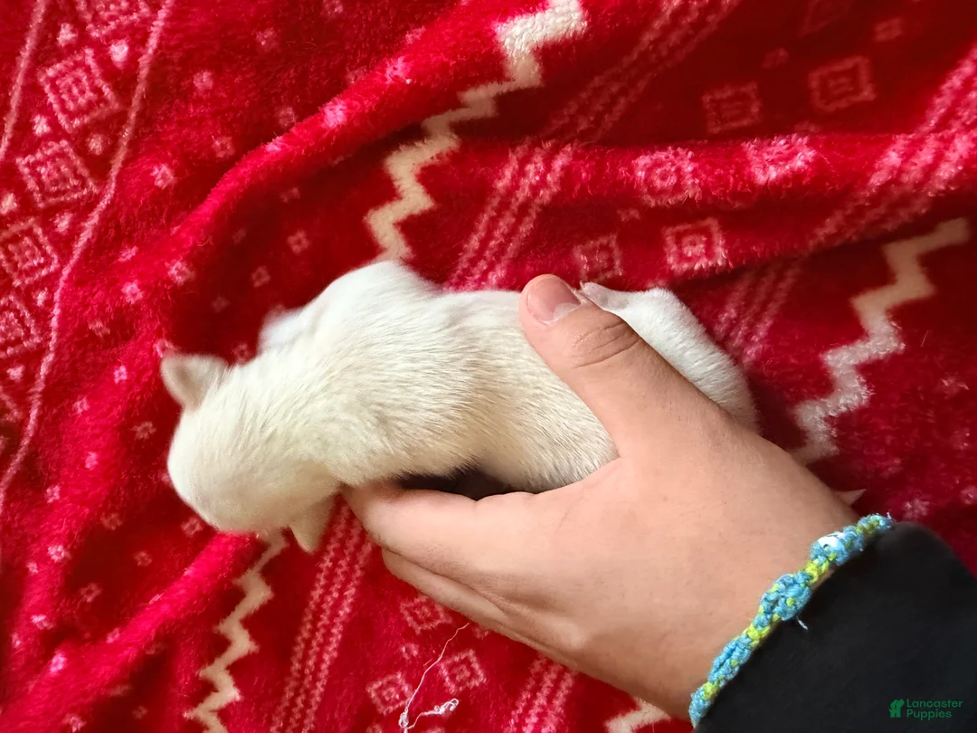 Chihuahua dogs for sale: Chihuahua Puppy 3 - Ad 1