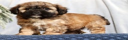Mixed Breed dogs for sale: Jessica - Ad 5