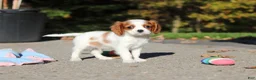 Cavalier King Charles Spaniel dogs for sale: Arlo - Ad 6
