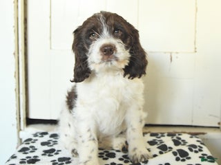 Mixed Breed dogs - Ad 1