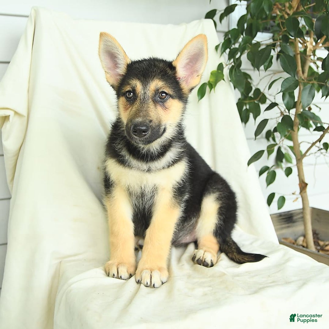 Gerberian Shepsky dogs for sale: Mandy - Ad 2
