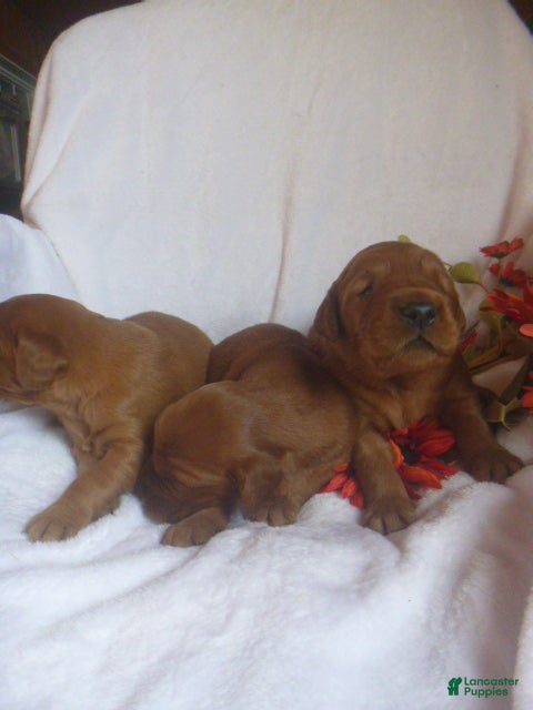 Mixed Breed dogs Rocky - Ad 2