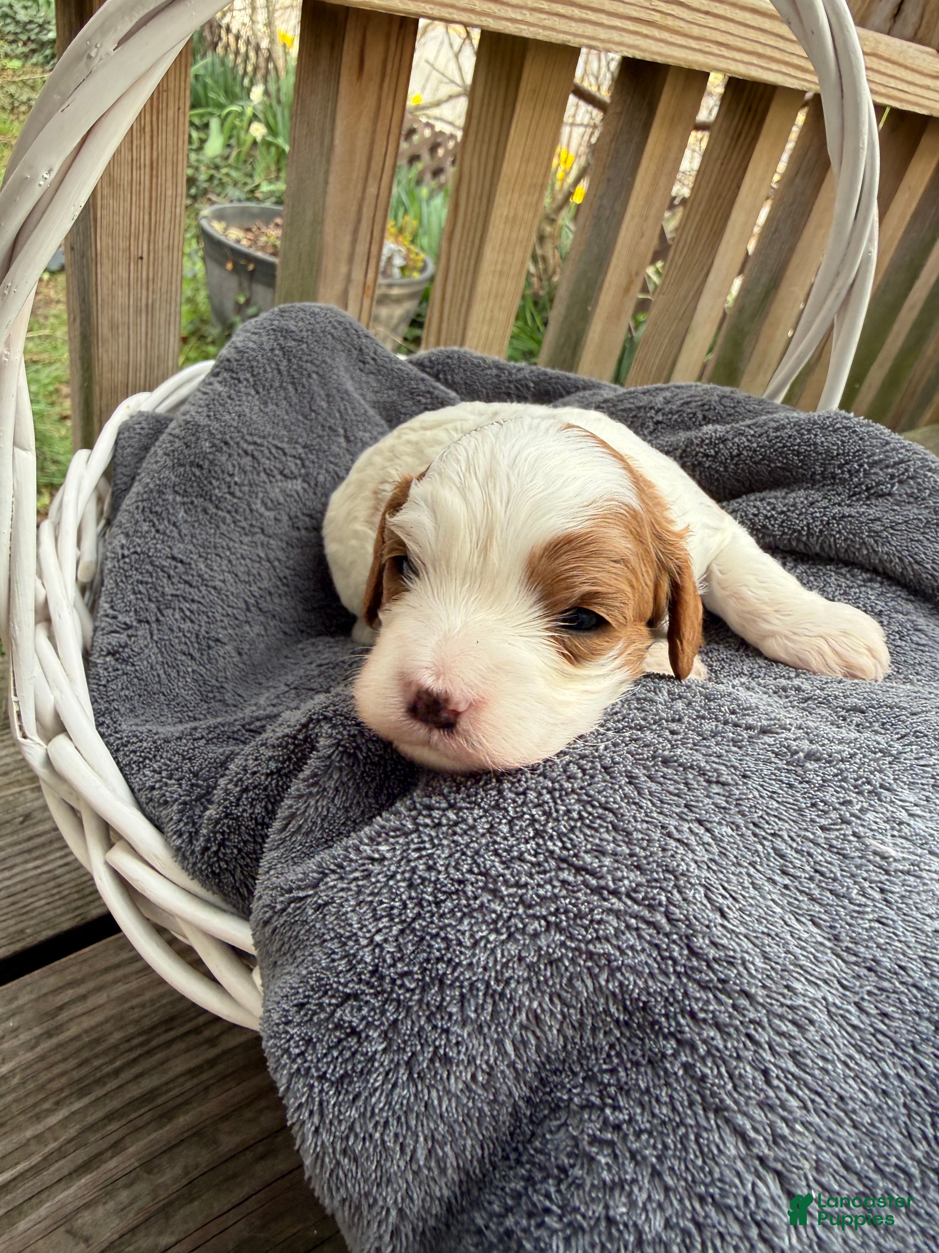 Cavapoo dogs Lola - Ad 1