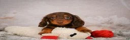 Miniature Dachshund dogs for sale: Spencer - Ad 8