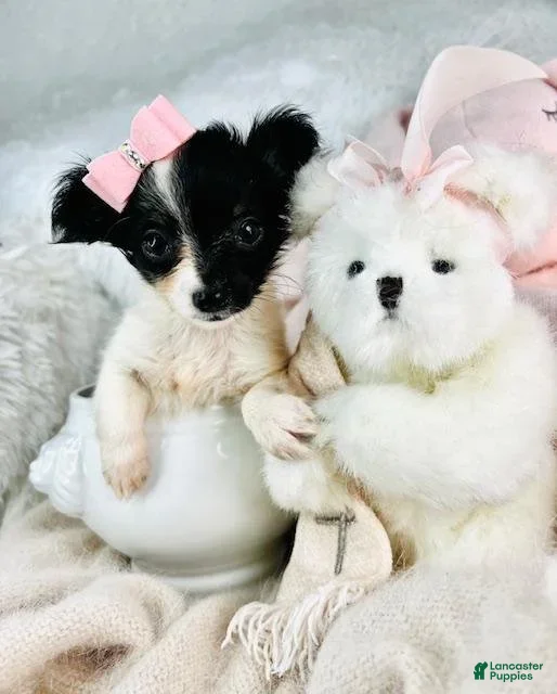 Chihuahua dogs Cirus - Ad 11