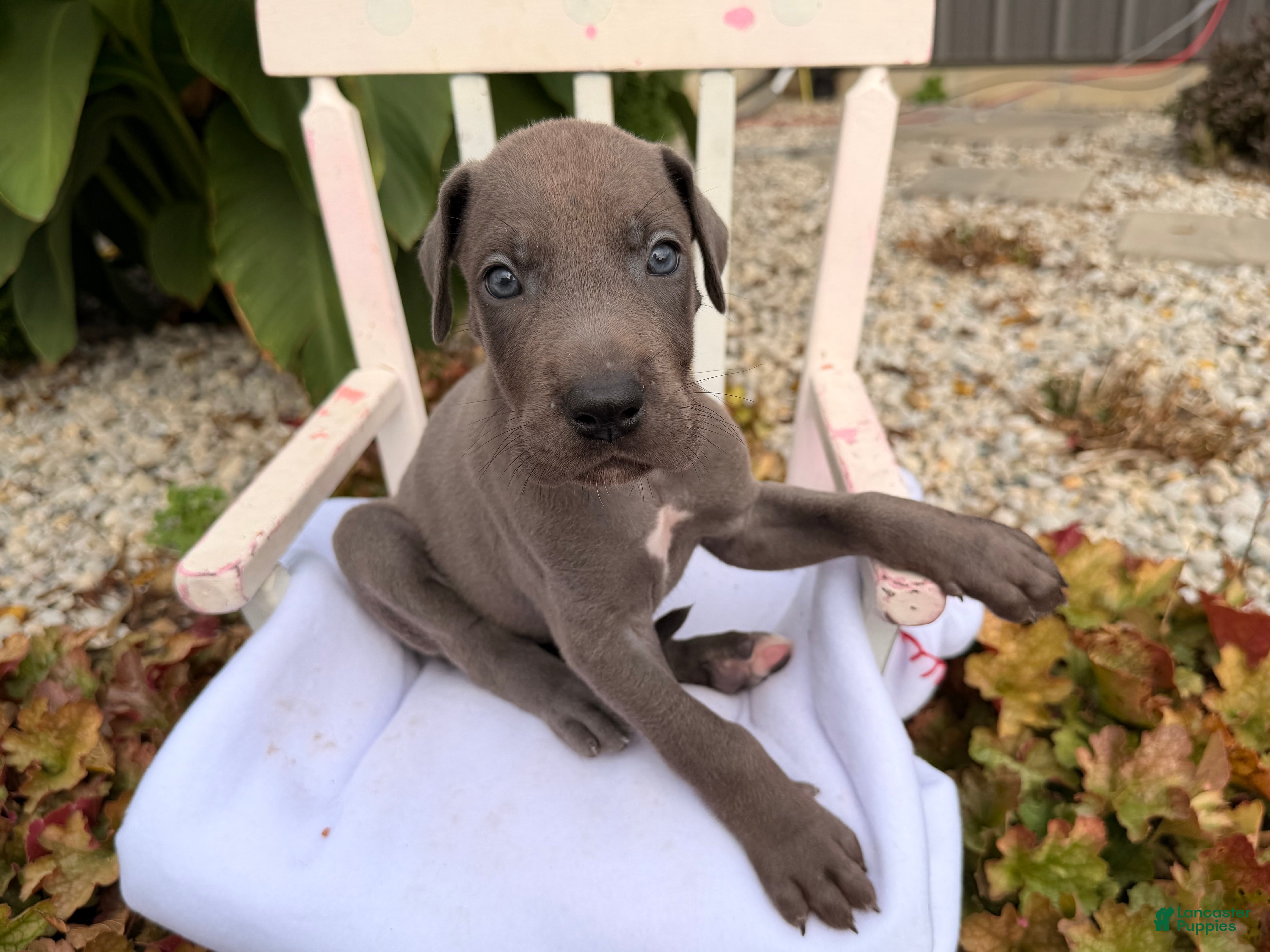 Great Dane dogs Oliver  - Ad 1