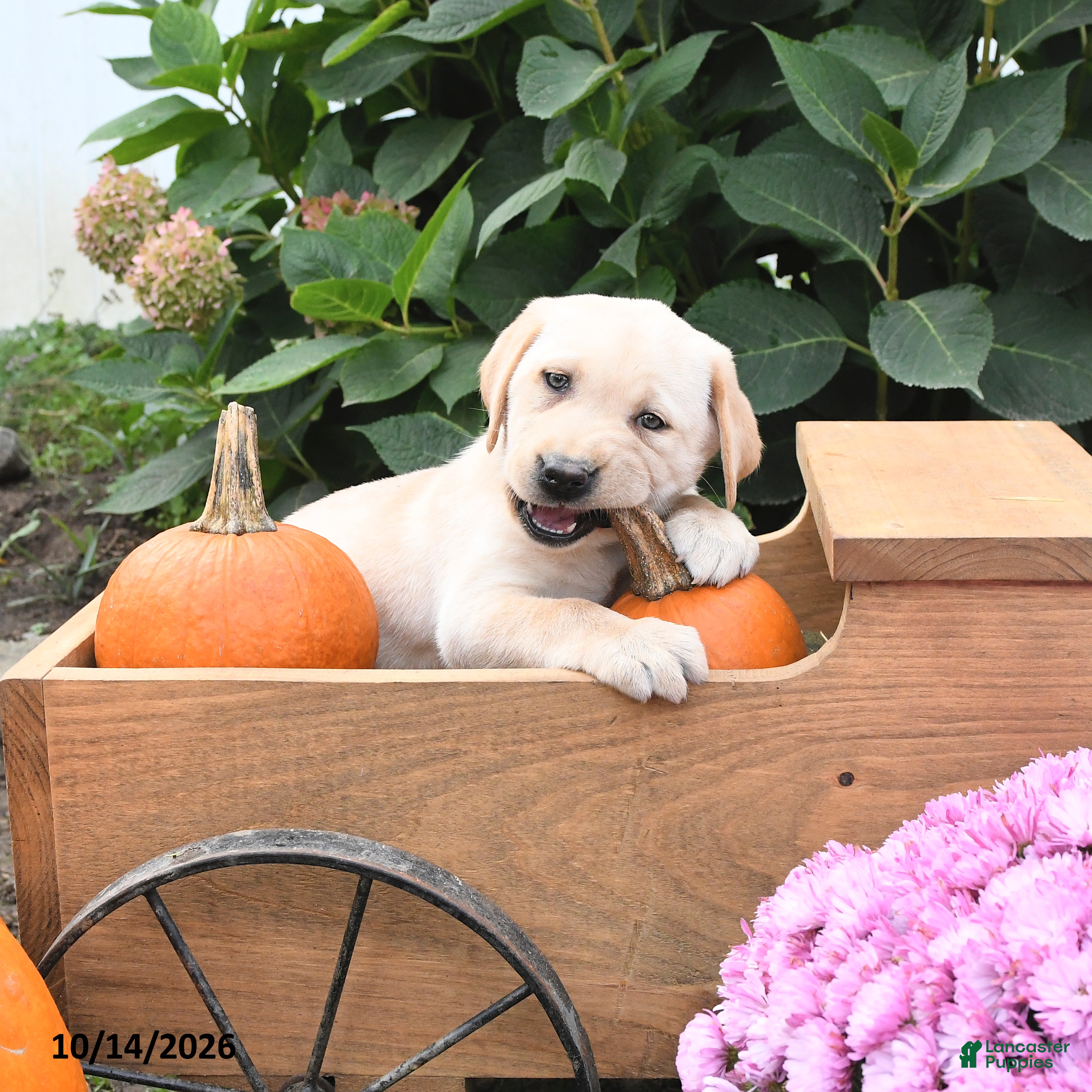 Labrador Retriever dogs Ginger - Ad 1
