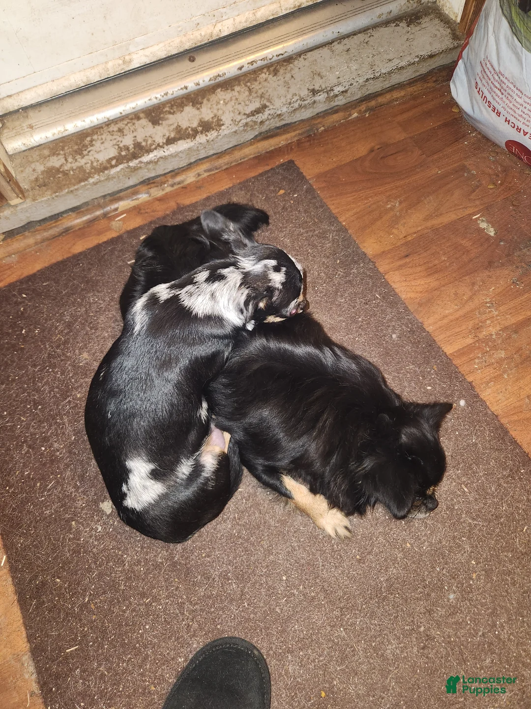 Chihuahua dogs for sale: Annabella  - Ad 2