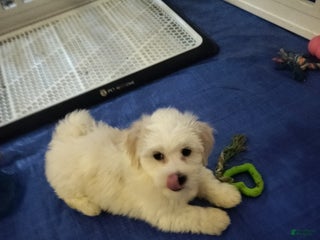Coton De Tulear dogs Coton De Tulear Puppy 4 - Ad 27