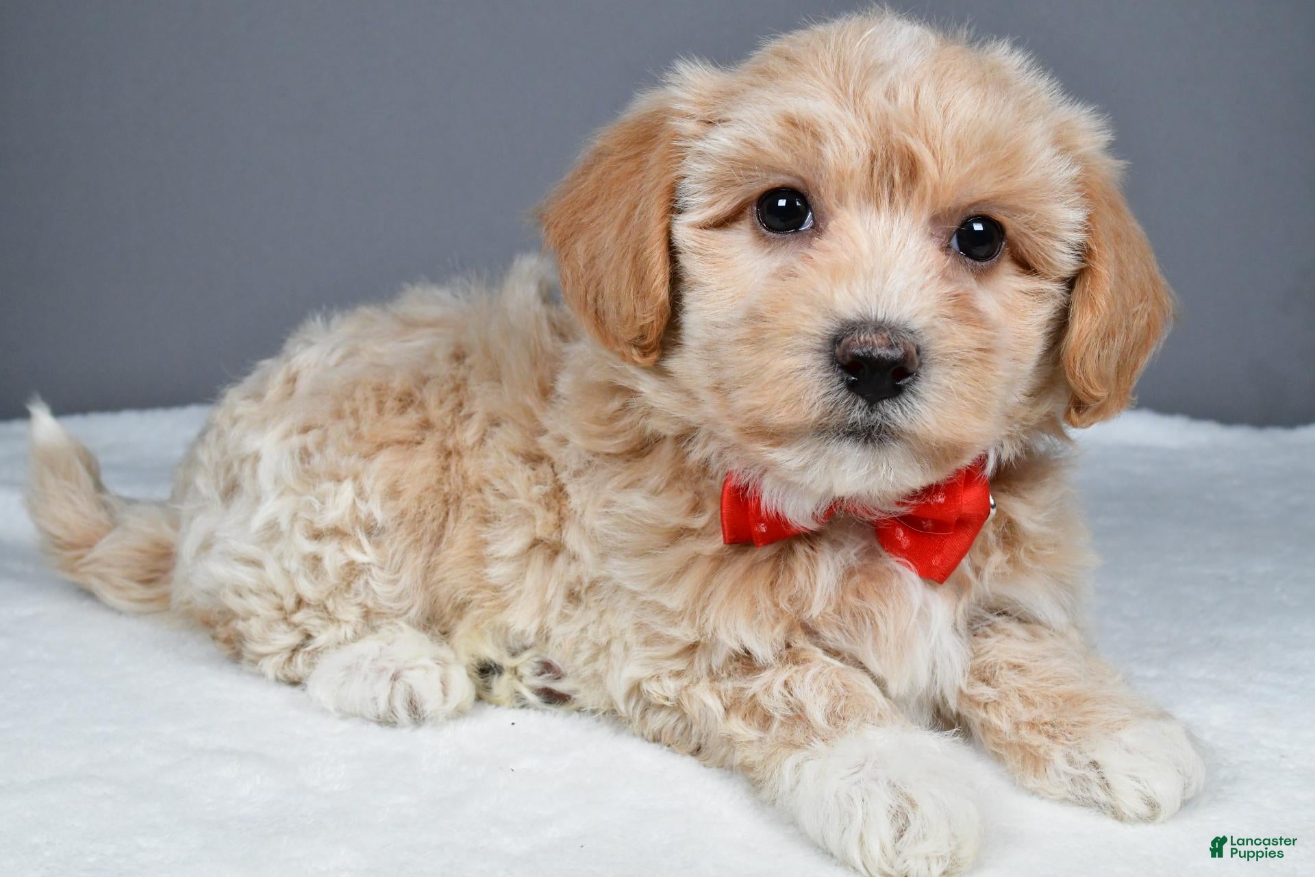 Maltipoo dogs Montey - Ad 2