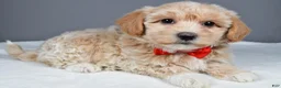 Maltipoo dogs for sale: Montey - Ad 2