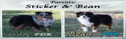 Miniature Australian Shepherd dogs for sale: Damask - Ad 5