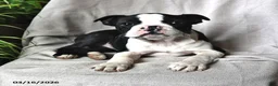 Boston Terrier dogs for sale: Princess - Ad 2
