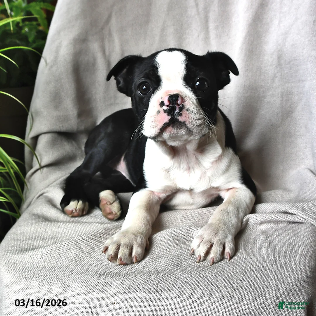Boston Terrier dogs for sale: Princess - Ad 2