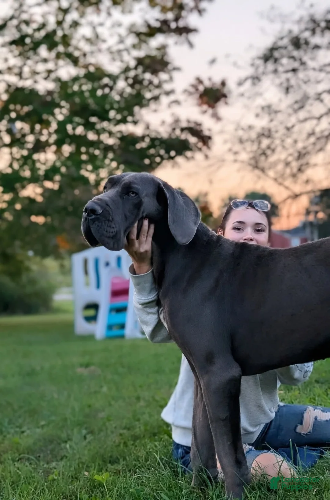 Great Dane dogs for sale: Yellow Collar Leo - Ad 4