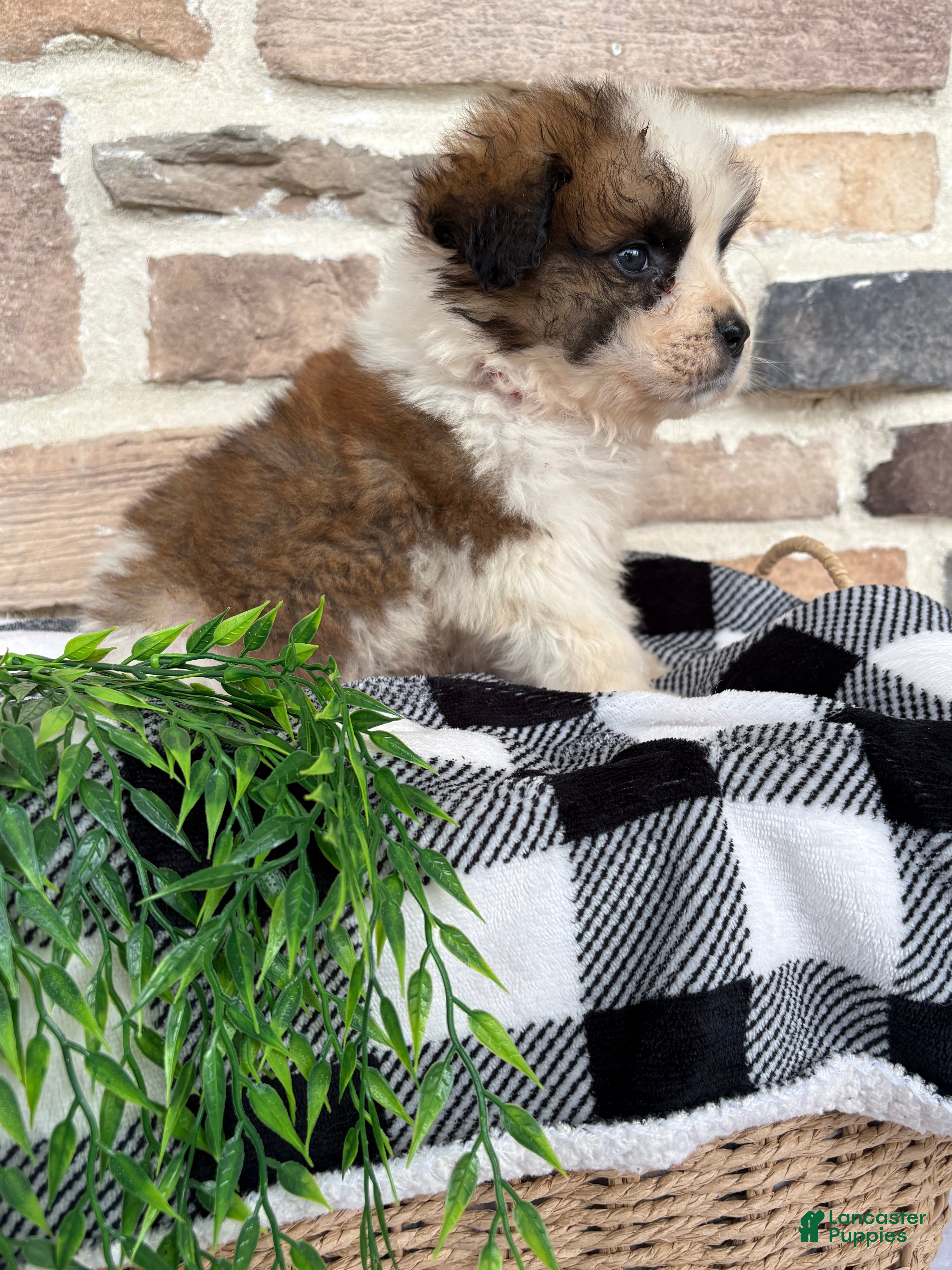 Saint Bernard dogs Ranger - Ad 2