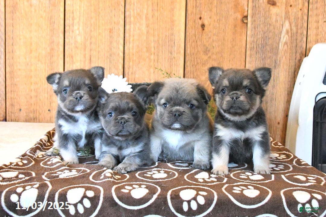 French Bulldog dogs for sale: Bandit - Ad 5