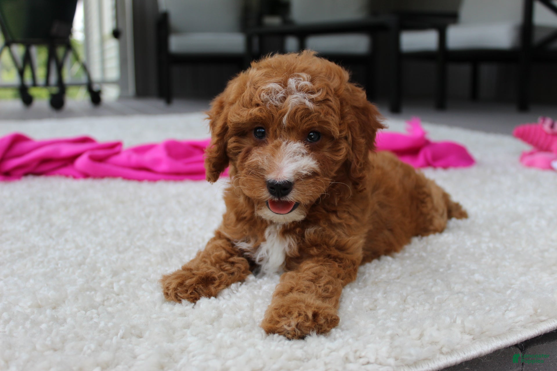 Cavapoochon dogs Millie - Ad 1