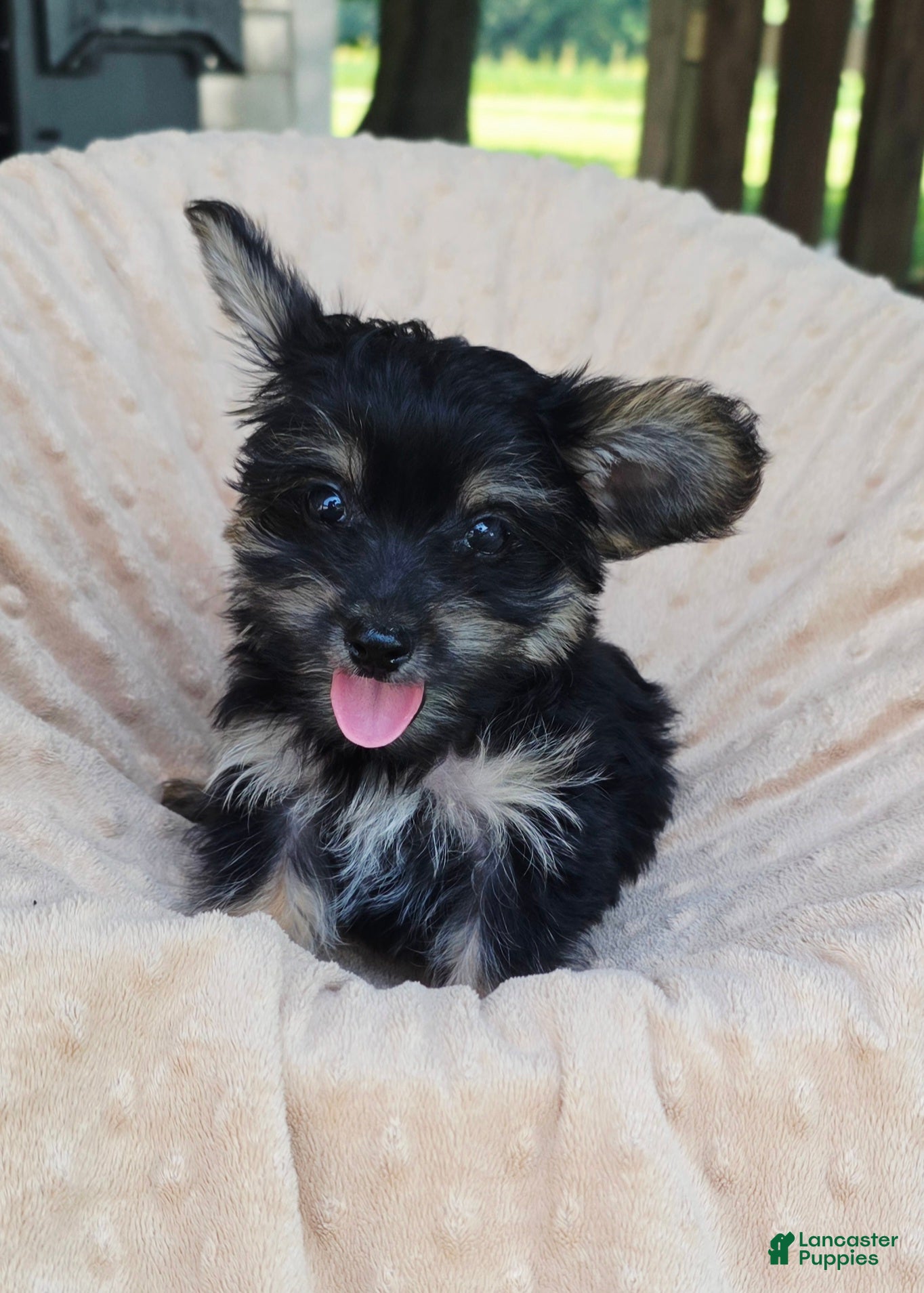 Yorkshire Terrier dogs Henry  - Ad 1