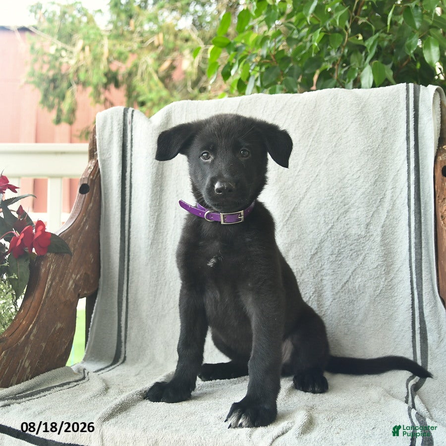 German Shepherd dogs Ginger  - Ad 1
