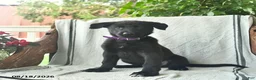 German Shepherd dogs for sale: Ginger  - Ad 1
