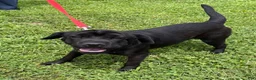 Mini Hippo dogs for sale: Ina - Ad 2
