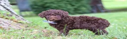 Miniature Poodle dogs for sale: Copper - Ad 5