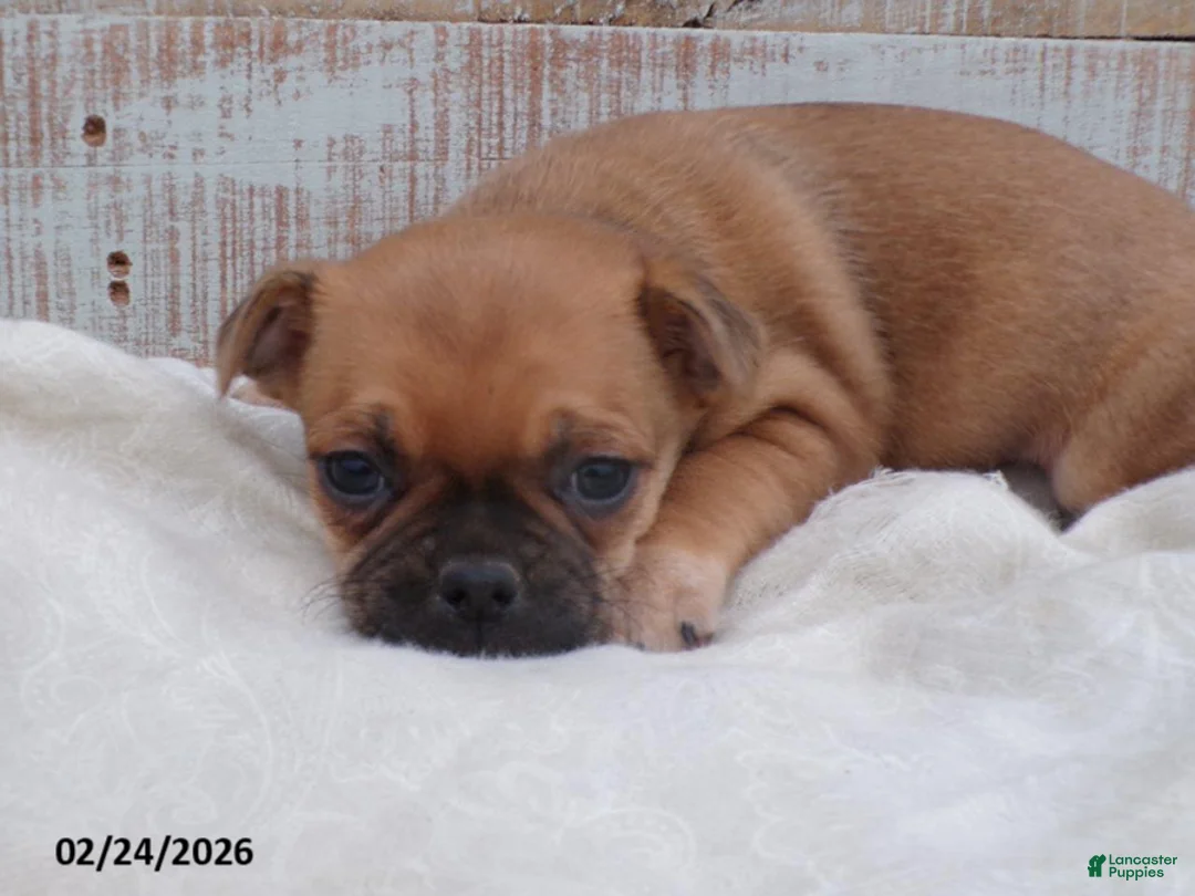 Mixed Breed dogs for sale: Daffodil - Ad 3