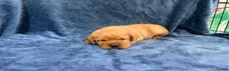 Labrador Retriever dogs for sale: Female #3 aka third born pup - Ad 3