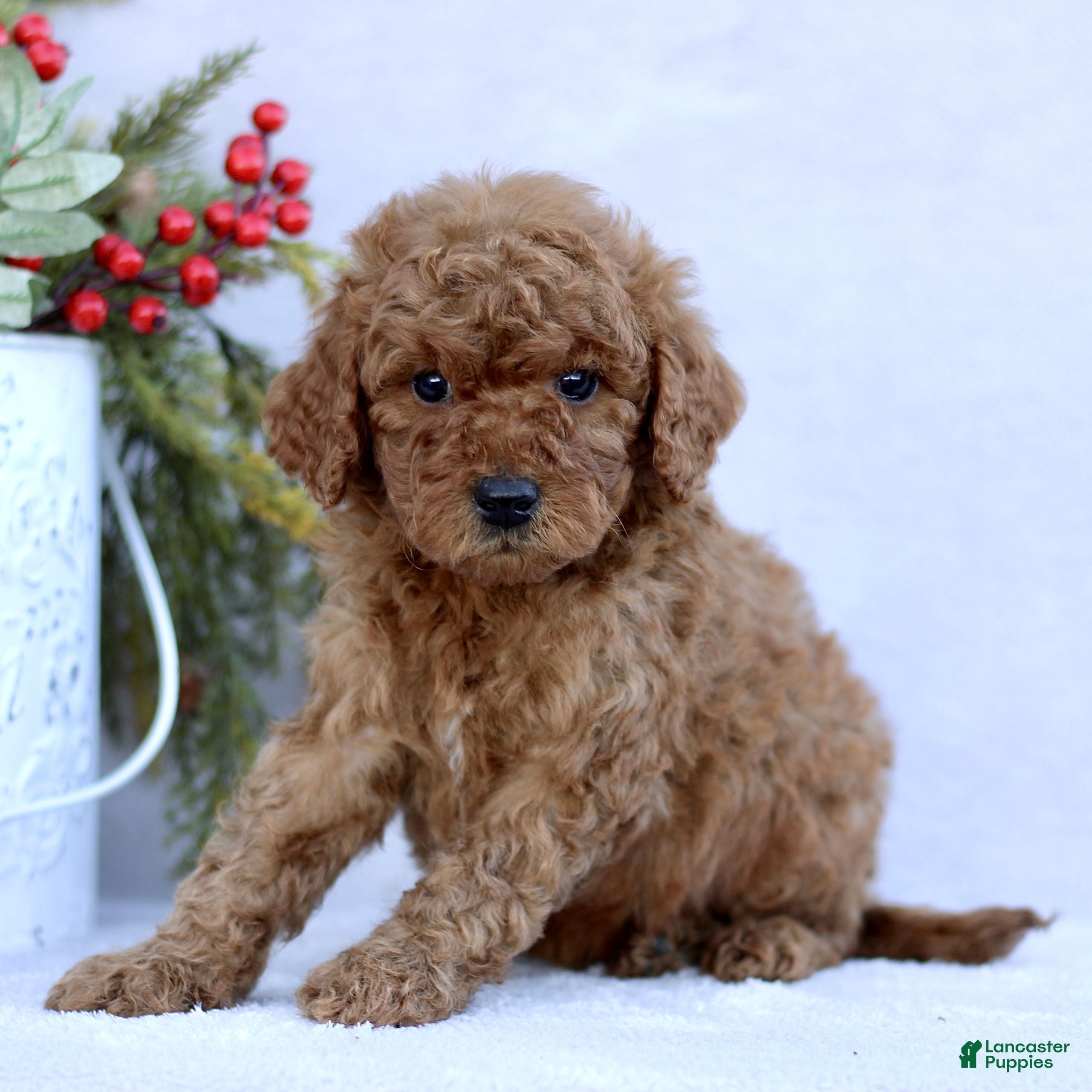Mini Goldendoodle dogs Logan  - Ad 32