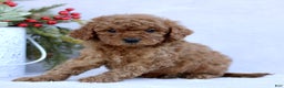 Mini Goldendoodle dogs for sale: Logan  - Ad 1