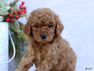 Mini Goldendoodle dogs Logan - Ad 29