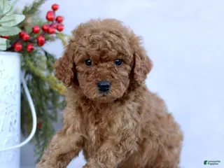 Mini Goldendoodle dogs Logan - Ad 29