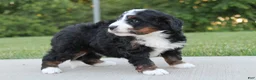 Mini Bernedoodle dogs for sale: Nellie  - Ad 4