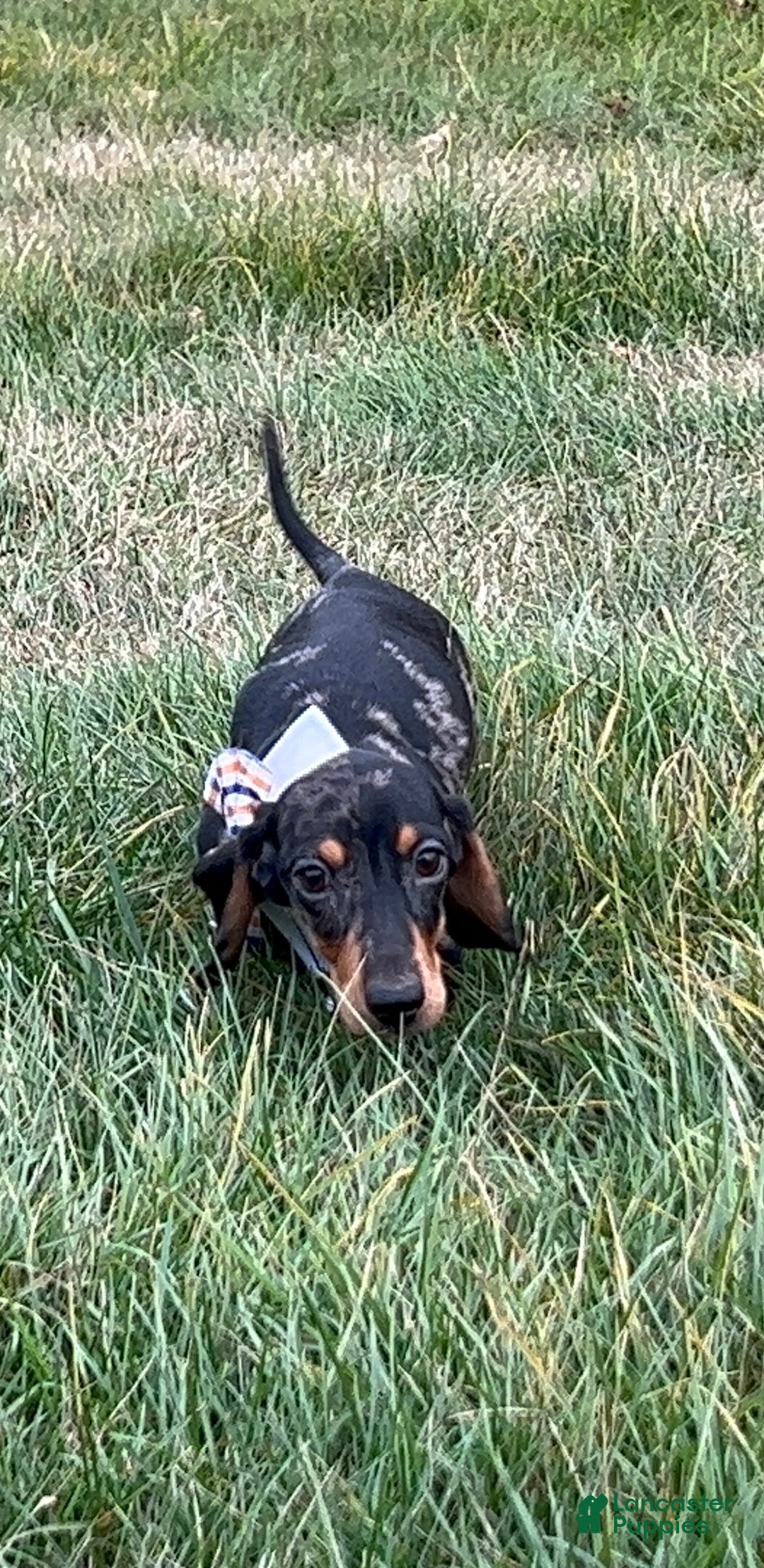 Miniature Dachshund dogs for sale: Pra clear CH Parents AKC  - Ad 18