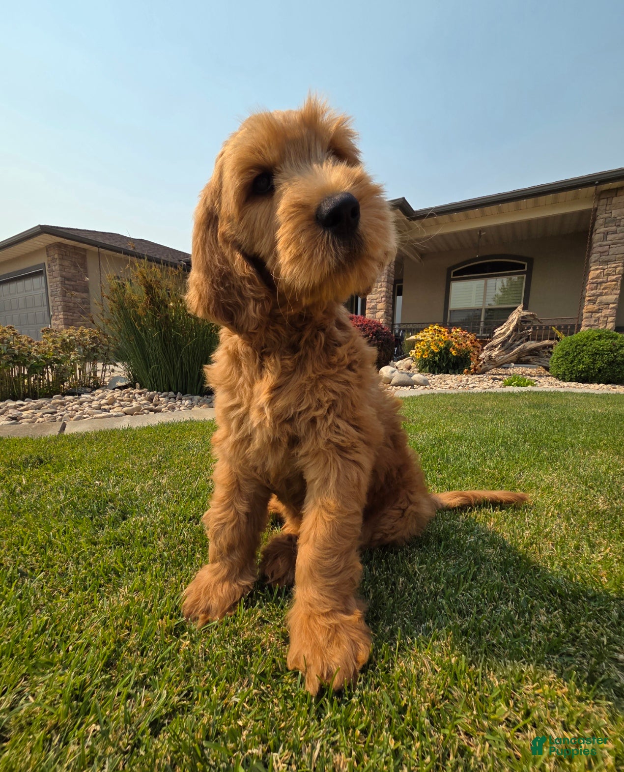 Goldendoodle dogs Peanut  - Ad 2