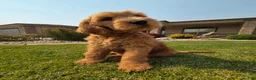 Goldendoodle dogs for sale: Peanut  - Ad 2