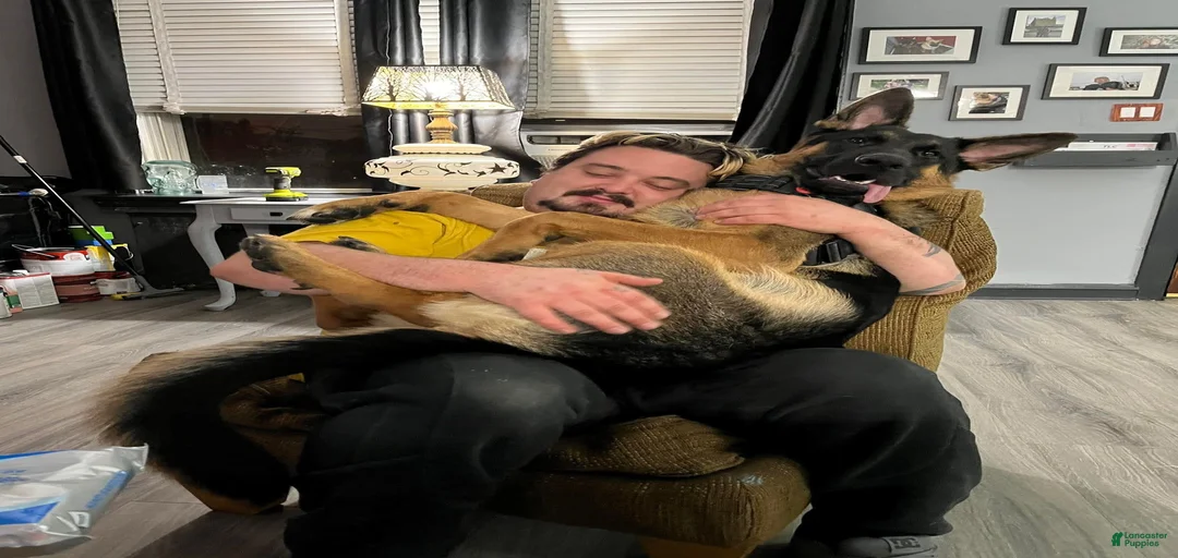 Gallery Image {{count}}