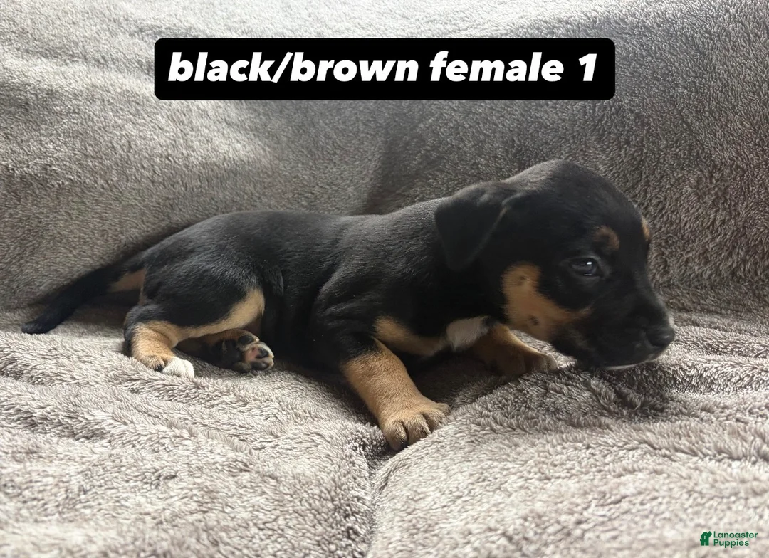 Mixed Breed dogs for sale: Puppy 8 - Ad 1