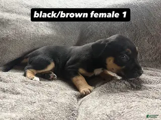 Mixed Breed dogs Puppy 8 - Ad 14