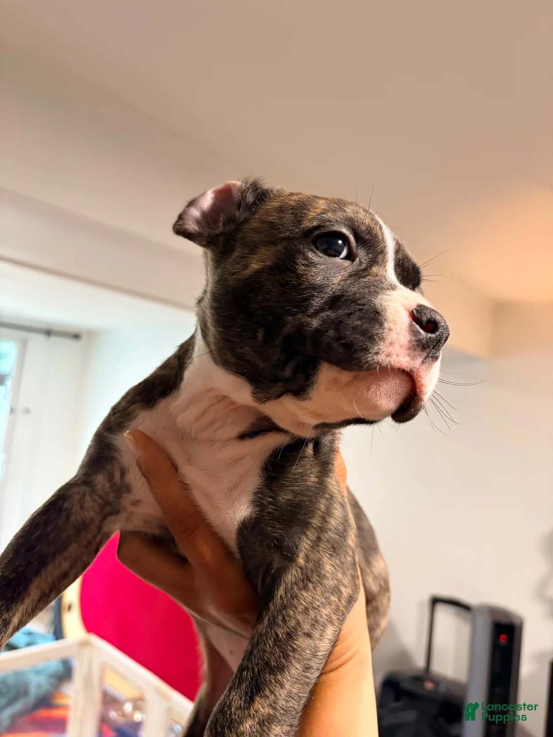 American Bully dogs for sale: American Bully 2 - Ad 2