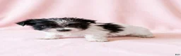 Mixed Breed dogs for sale: Gracie - Ad 3