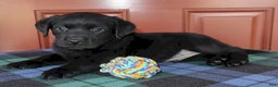 Labrador Retriever dogs for sale: Houston -  Champ lines - Ad 2