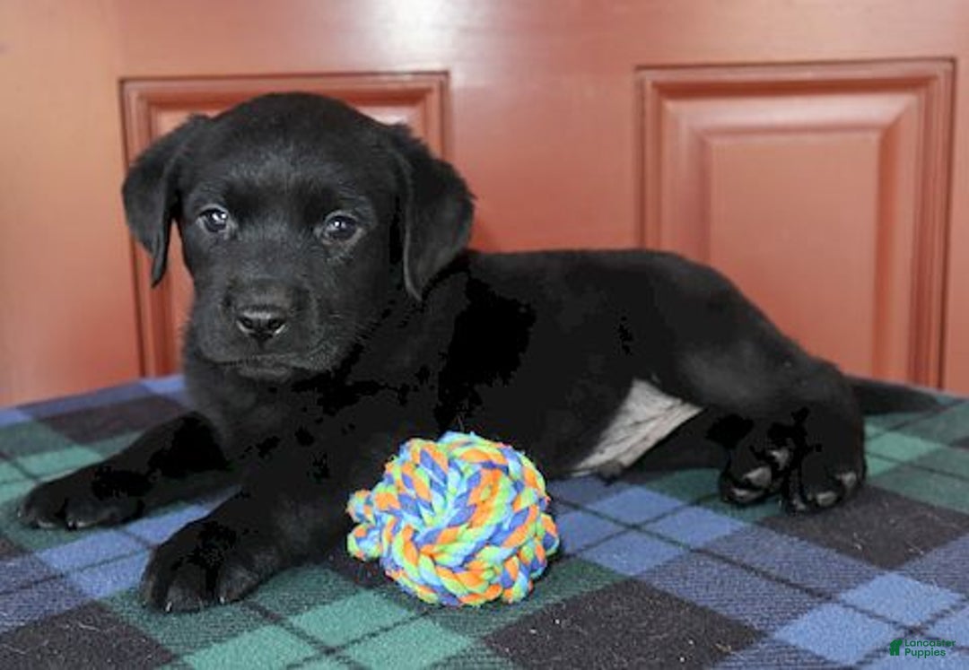 Labrador Retriever dogs for sale: Houston -  Champ lines - Ad 2