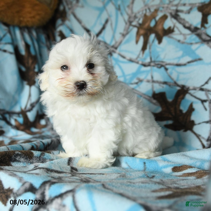 Maltese dogs Icon - Ad 2